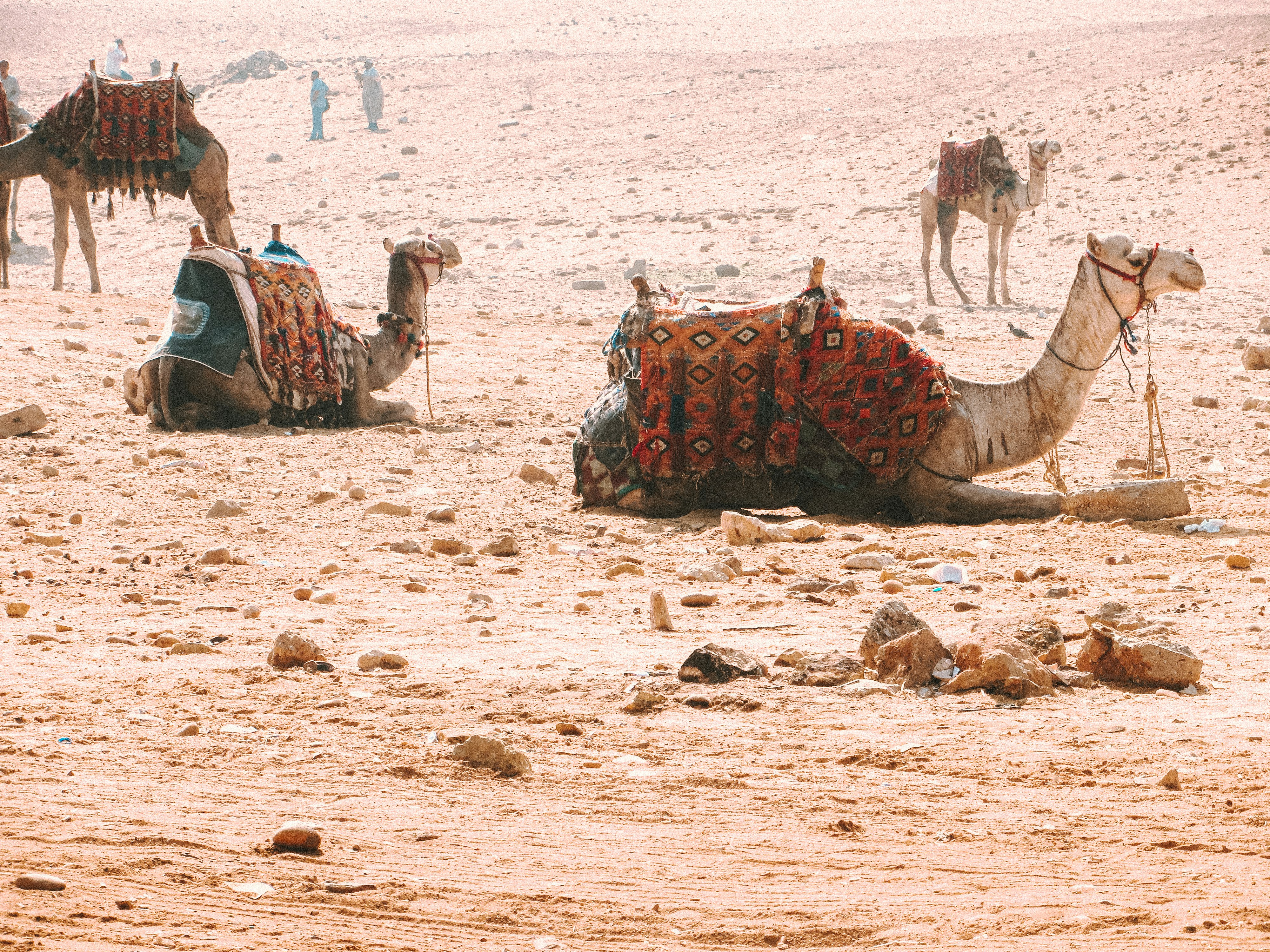 people riding camel on brown sand during daytime